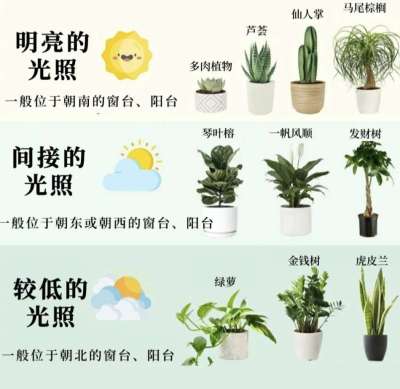 室内植物光照指南：不同朝向房屋的植物推荐