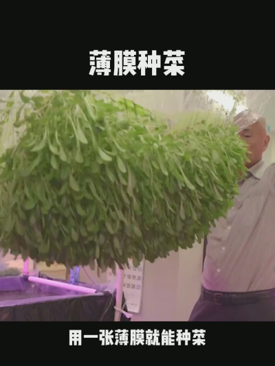 无土栽培的新模式，一张薄膜就能种菜，你见过吗？