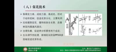 学习梨技术，提升自己。