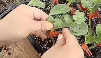 西瓜挂接和贴接的管理