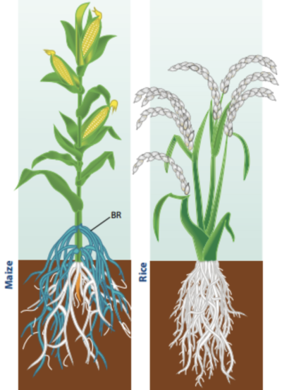 从叶子到根系：细致分析植物的生长需求