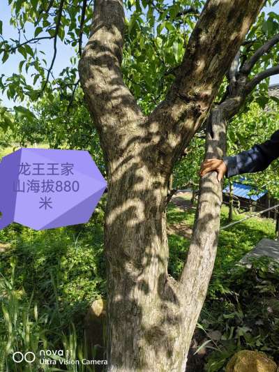 海拔880多米的苍溪雪梨，树龄近70年，自然援粉