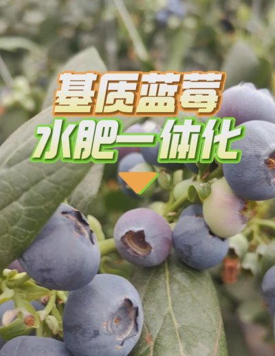 基质蓝莓水肥一体化系统，华维灌溉成套好用。