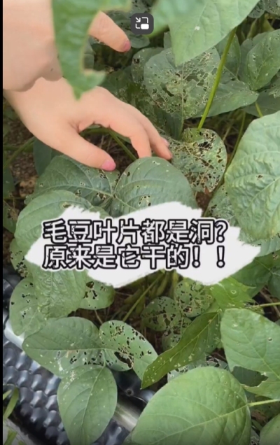 毛豆叶片都是洞，原来不是青虫吃的？