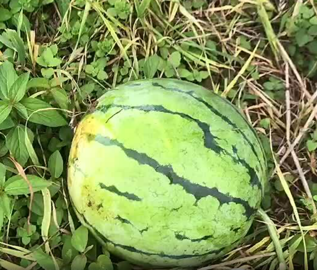 湖北精品大棚种植的无籽美都已成熟，果实不仅耐运输，而且糖分高，可代发全国。