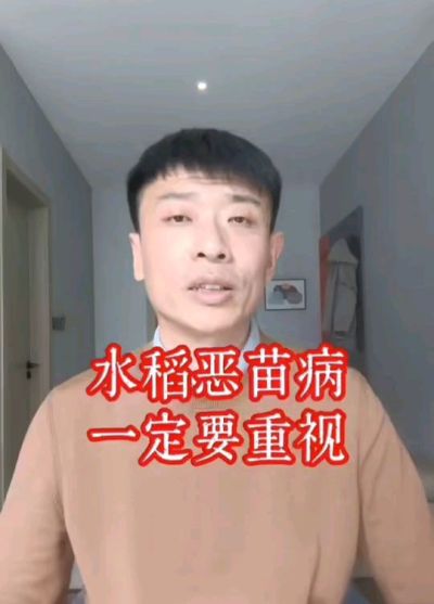 水稻恶苗病发生原因及预防！
