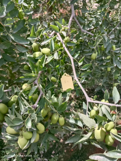 这是棵黄化树，艾乐根处理，100毫升，树盘开浅沟（10㎝），兑水35斤冲施，埋沟。现在产量很棒