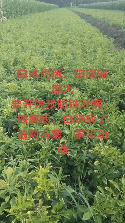 雨期过后白术病害要防治了
预防铁叶病，白娟病
现在也进入了膨大期
可以打膨大的