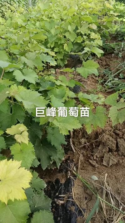 巨峰葡萄苗。一年扦插苗。需要联系。苗圃基地直销！需要联系18534302961