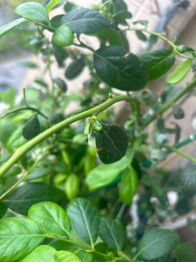 蓝莓白粉虱：从识别到防治的全指南