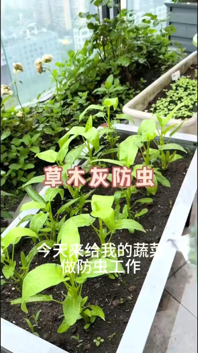 草木灰防虫，防根腐病