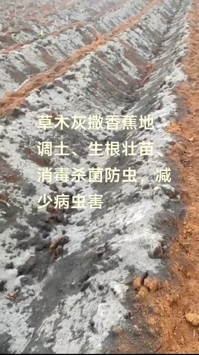 [太阳]纯植物草木灰源头厂家，草木灰广泛适用于各类农作物，是性价比很高的有机肥
