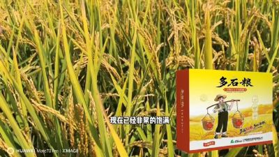 多石粮-谷物小分子有机酸，田间表现。
剑叶挺拔，灌浆饱，千粒重，上粮快。