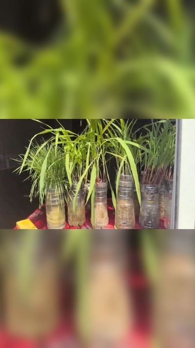 微生物菌剂，出厂前每克添加5亿微生物。最新实验生根育苗，保证不烧苗，促进毛细根增长，抑制病虫害，疏松土壤，保水保肥。近期需要用肥的老板提前联系，19331068337微信同步。