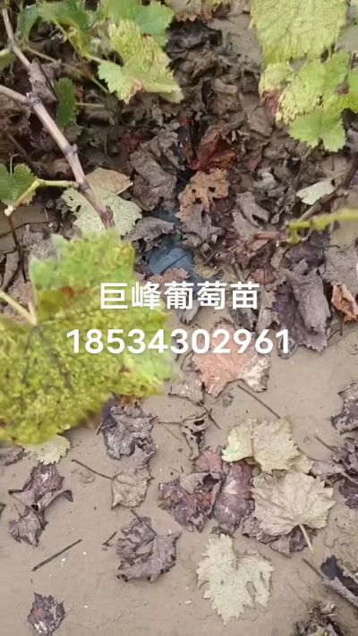巨峰葡萄苗，一年扦插苗，苗圃基地直销！需要联系18534302961
