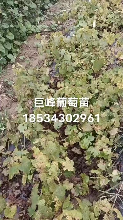 出售早熟巨峰葡萄苗。药用连翘苗，科研五号优质种苗，2/5年苗，药用连翘树，挂果树，全国包邮到家！财富密码18534302961