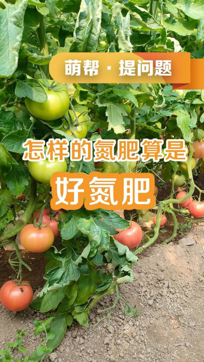 怎样的氮肥算是好氮肥