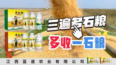 冬季种植，油菜，小麦，草莓等作物的，出现了除草剂药害，黄叶，僵苗，苗不长等问题，马上用多石粮，确保5天见到效果。