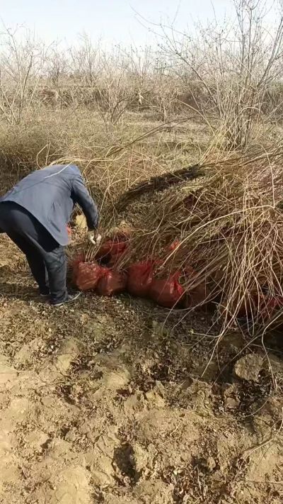 出售药用连翘苗，科研五号优质种苗，2/5年苗，药用连翘树，挂果树，全国包邮到家！财富密码18534302961出售药用连翘苗，科研五号优质种苗，2/5年苗，药用连翘树，挂果树，全国包邮到家！财富密码1