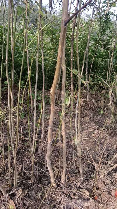 出售臭椿苗，巨峰葡萄苗。药用连翘苗，科研五号优质种苗，2/5年苗，药用连翘树，挂果树，全国包邮到家！财富密码18534302961