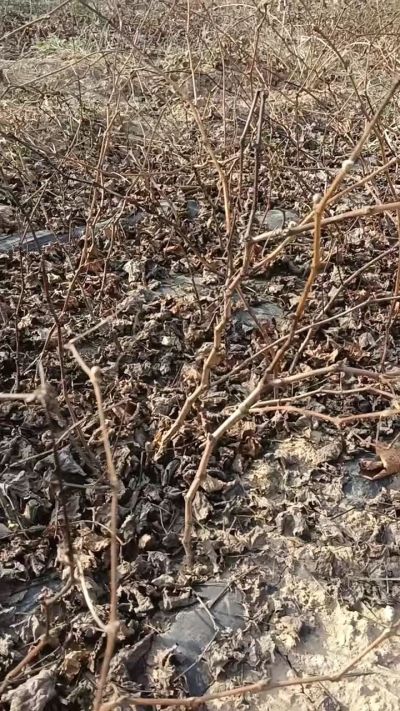 户太八号葡萄苗，，一年扦插苗，需要联系我