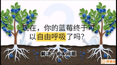 第3节：别把树&ldquo;憋死&rdquo;&mdash;&mdash;正确的定植与换盆手法,   课程：《蓝莓&ldquo;高产&rdquo;实战课：从选苗到丰收的10个关键点》