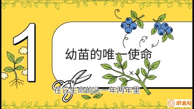 第6节：修剪决定产量（上）&mdash;&mdash;幼苗期与生长期修剪， 课程：《蓝莓&ldquo;高产&rdquo;实战课：从选苗到丰收的10个关键点》