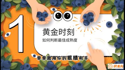 第10节：完美的&ldquo;果粉&rdquo;&mdash;&mdash;采摘时机与保鲜， 课程：《蓝莓&ldquo;高产&rdquo;实战课：从选苗到丰收的10个关键点》