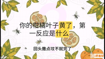 第一节：保命生死线&mdash;&mdash;黄龙病与木虱，课程：《柑橘十大病虫害：从入门到精通》