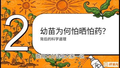 第02节：幼树管理&mdash;&mdash;&ldquo;防晒又防草，树势起得早&rdquo;，课程：《槟榔种植：从不懂到精通的10堂必修课》