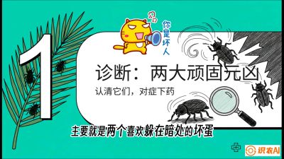 第06节：顽固虫害防治&mdash;&mdash;&ldquo;钻心虫与红蜘蛛，打准时间才服输&rdquo;《槟榔种植：从不懂到精通的10堂必修课》