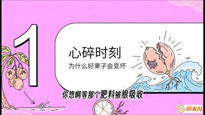 第08节：微量元素与保果&mdash;&mdash;&ldquo;补硼又补钙，果子不裂坏&rdquo;《槟榔种植：从不懂到精通的10堂必修课》