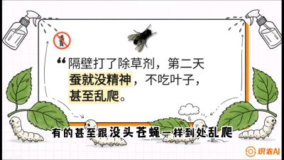 第05节：养蚕人的&ldquo;排雷战&rdquo;&mdash;&mdash;除草剂的生死禁忌，课程：《桑海淘金：桑树高产与蚕桑安全进阶实战课》