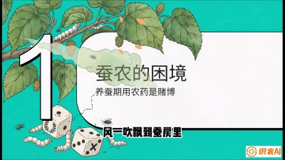 第06节：虫口夺叶（上）&mdash;&mdash;物理与生物防控绝技，课程《桑海淘金：桑树高产与蚕桑安全进阶实战课》