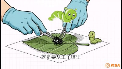 第07节：虫口夺叶（下）&mdash;&mdash;不得不打药时的&ldquo;解毒术&rdquo;，课程：《桑海淘金：桑树高产与蚕桑安全进阶实战课》