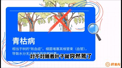第08节：看不见的杀手&mdash;&mdash;青枯病与萎缩病，课程：《桑海淘金：桑树高产与蚕桑安全进阶实战课》