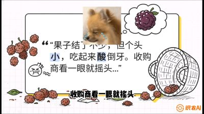 第10节：甜蜜的科学&mdash;&mdash;膨大、增甜与转色，课程：《桑海淘金：桑树高产与蚕桑安全进阶实战课》