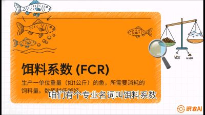 第五节：【高端单品&middot;鳜鱼】&ldquo;饲料鳜&rdquo;技术：打破吃活饵的高成本魔咒，课程：《黄金鳞甲：2025中国淡水鱼高效养殖实战营》