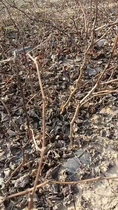 出售巨峰葡萄苗。药用连翘苗，科研五号优质种苗，2/5年苗，药用连翘树，挂果树，全国包邮到家！财富密码18534302961