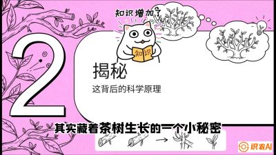 第04节（修剪篇）：树势复活术：从&ldquo;越剪越弱&rdquo;到&ldquo;枝繁叶茂&rdquo;的能量管理与夏秋茶逆袭，课程：《茶金时代：从&ldquo;看天吃饭&rdquo;到&ldquo;精准控局&rdquo;的茶叶高产提质实战课》