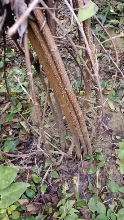 出售药用连翘苗，科研五号优质种苗，2/5年苗，药用连翘树，挂果树，全国包邮到家！财富密码18534302961出售药用连翘苗，科研五号优质种苗，2/5年苗，药用连翘树，挂果树，全国包邮到家！财富密码1