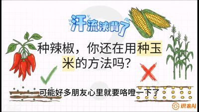 第1节：【品种定江山】工业辣椒vs小米辣：底肥公式与密度陷阱的&ldquo;百万生意经&rdquo;，课程：《辣椒种植实战特训营，从工业辣椒到精品小米辣，教你如何把&ldquo;草&rdquo;种成&ldquo;金&rdquo;》