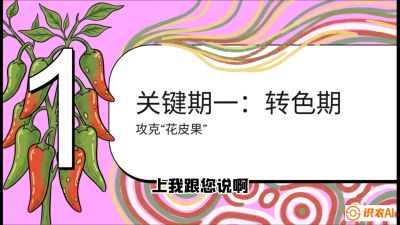 第8节：【小米辣线椒专场】颜值即正义！防花皮、防炭疽，打造收购商抢着要的&ldquo;精品果&rdquo;，课程：《辣椒种植实战特训营，从工业辣椒到精品小米辣，教你如何把&ldquo;草&rdquo;种成&ldquo;金&rdquo;》