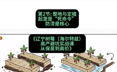第二节： 整地与定植&mdash;&mdash;起垄是&ldquo;死命令&rdquo;，防涝是核心，课程：《辽宁树莓（海尔特兹）高产避坑实战课：从保苗到高价》