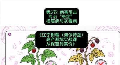 第五节： 病害阻击&mdash;&mdash;专治&ldquo;绝症&rdquo;根腐病与灰霉病，课程：《辽宁树莓（海尔特兹）高产避坑实战课：从保苗到高价》