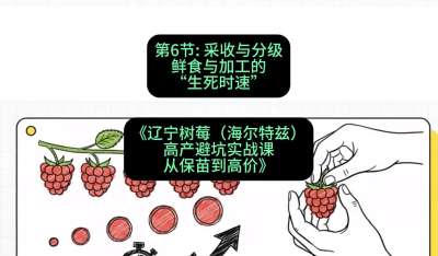 第六节： 采收与分级&mdash;&mdash;鲜食与加工的&ldquo;生死时速&rdquo;，课程：《辽宁树莓（海尔特兹）高产避坑实战课：从保苗到高价》