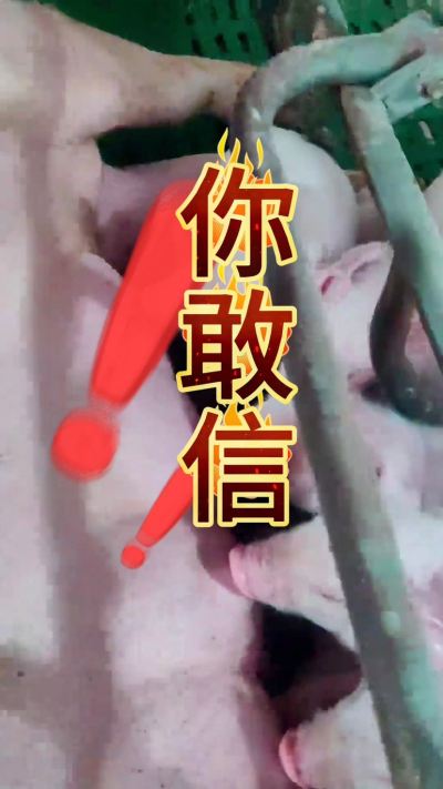小猪抢不到奶，干瘦不长肉？成活率总上不去？😭
自从用上南商农科这款仔猪补奶机，再也没这烦恼！
✅ 一键设置下料参数，新手也能上手
✅ 恒温补奶，小猪抢着喝，长势超均匀
从车间精工组装到猪场落地使用，每