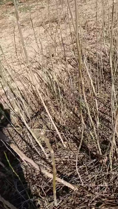 出售臭椿苗，巨峰葡萄苗。药用连翘苗，科研五号优质种苗，2/5年苗，药用连翘树，挂果树，全国包邮到家！财富密码18534302961