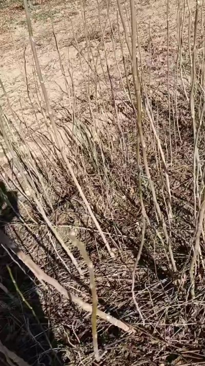 出售臭椿苗，巨峰葡萄苗。药用连翘苗，科研五号优质种苗，2/5年苗，药用连翘树，挂果树，全国包邮到家！财富密码18534302961