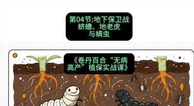 第04节：地下保卫战&mdash;&mdash;蛴螬、地老虎与螨虫 ，课程：《卷丹百合&ldquo;无病高产&rdquo;植保实战课》#识农AI